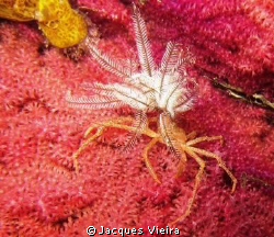 Spider crab on a Night dive at Banc Louie Madagascar by Jacques Vieira 